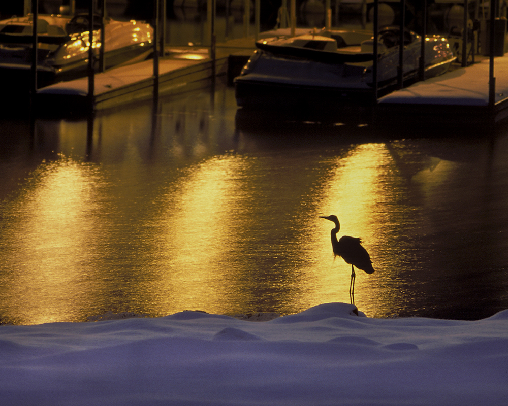  Great Blue Heron in Winter