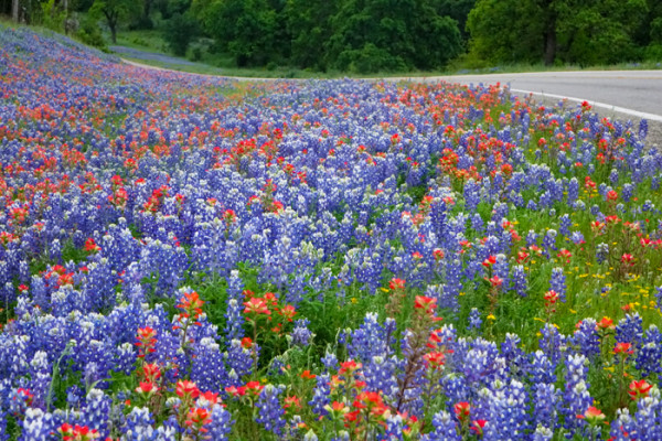 1956-1629SanAntonioWildflowers600